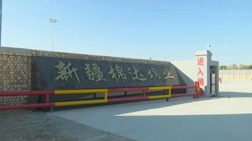 八十三團棉達棉花加工廠投入試運行，銀河棉業(yè)助力區(qū)域棉花產(chǎn)業(yè)升級
